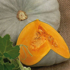 Сампсон F1 семена тыквы (Enza Zaden / Энза Заден)