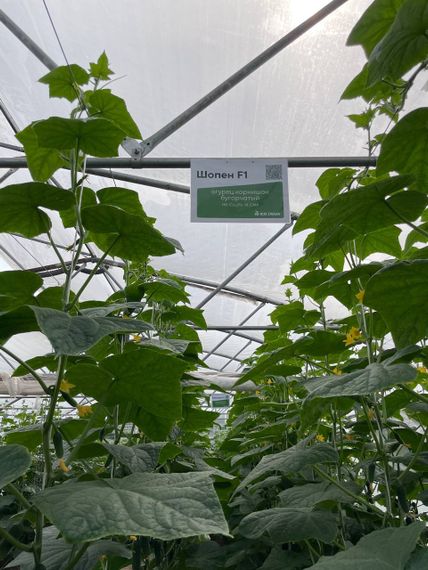Шопен F1 семена огурца партенокарпического Rijk Zwaan-Райк Цваан