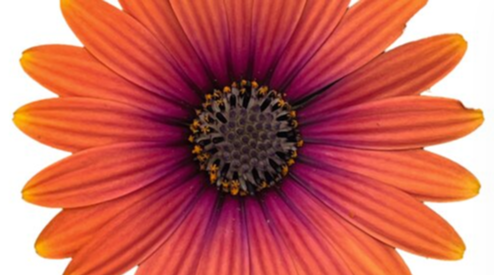 Остеоспермум Flower Power Purple Sun ЕВРО ОКС укорененный черенок