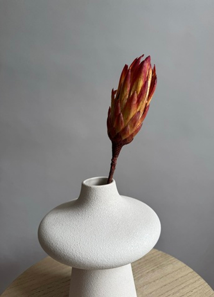 Протея красная