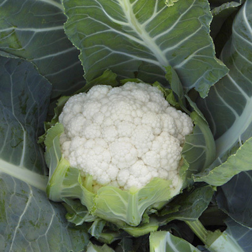 Капуста цв. Беринг F1 10шт ВитаГрин ЭКСТРА