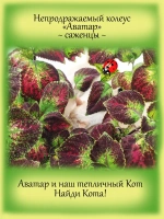 Колеус Аватар