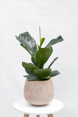 Кашпо Jaze Planter 29/25