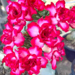 Адениум PHUN SAB