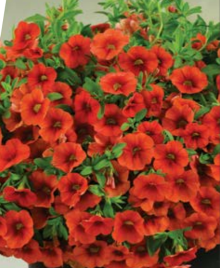 ЕВРО Calibrachoa Colibri Tangerine укорененный черенок ноябрь