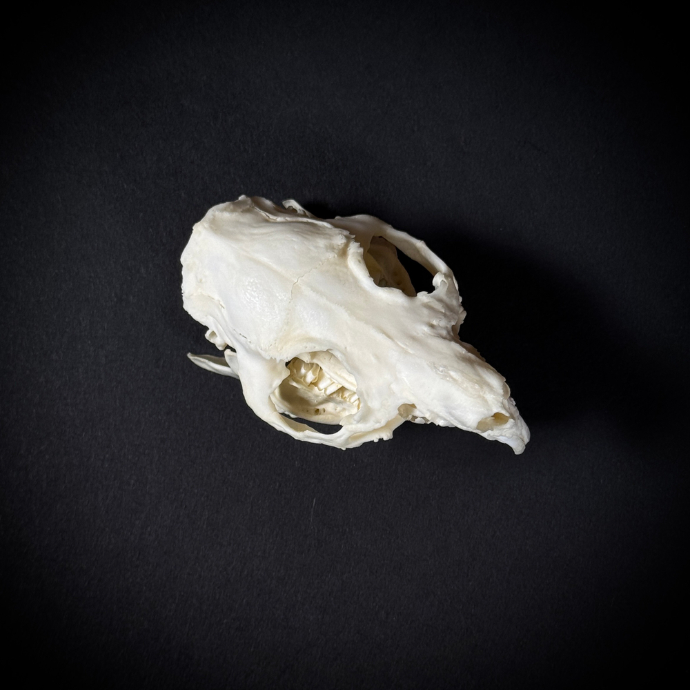 Череп морской свинки