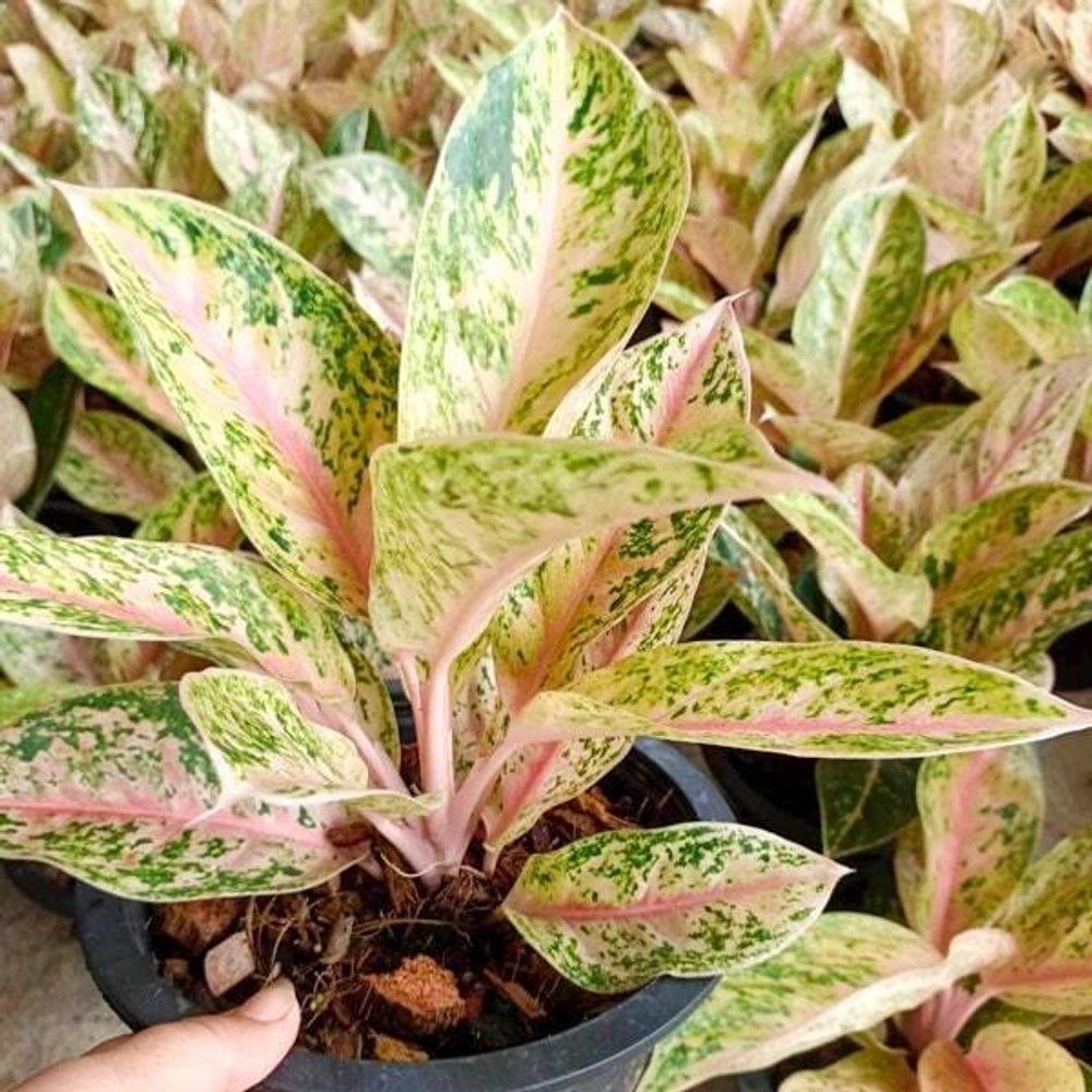 Аглаонема 30 MILLION