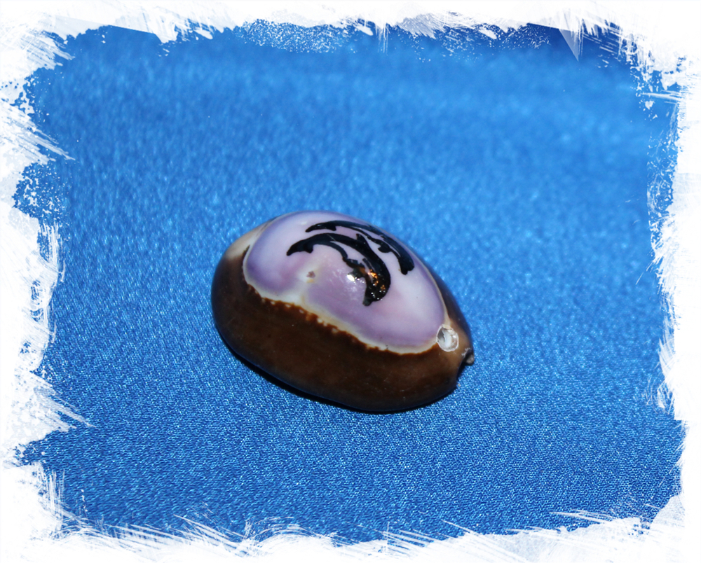 Морская ракушка с отверстием для рукоделия Ципрея