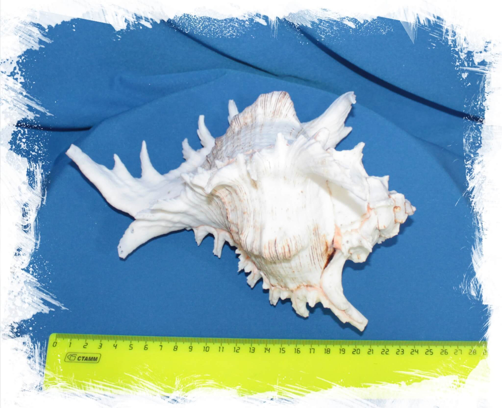 Мурекс Ветвистый размер