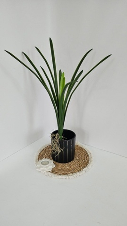 Листья цимбидиум / Арт 6302