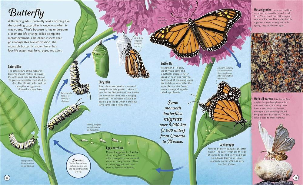 Life Cycles: Everything from Start to Finish (HB)