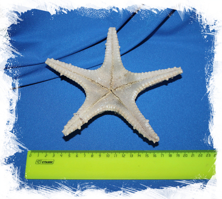 Морская звезда "Длинный шип" Тони 15-20 см.