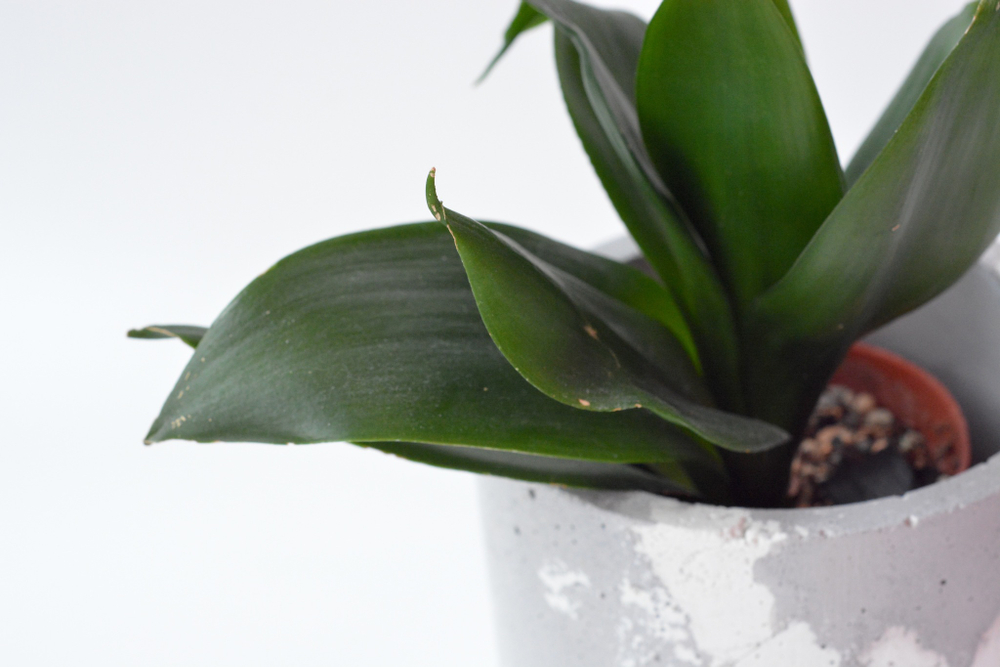 Сансевиерия Ханни Блэк / Sansevieria Honey Black