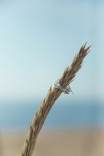 Кольцо Двое