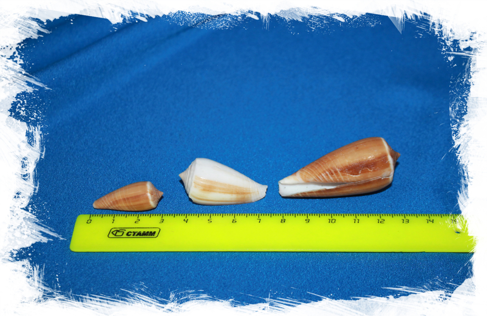 Ракушки Конус магус, 3-6см, 100гр, 6шт
