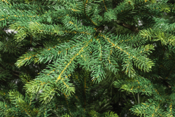 Ель искусственная Царь елка Диамант 150 см ДМН-150