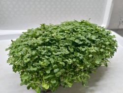 Татсой (семена)