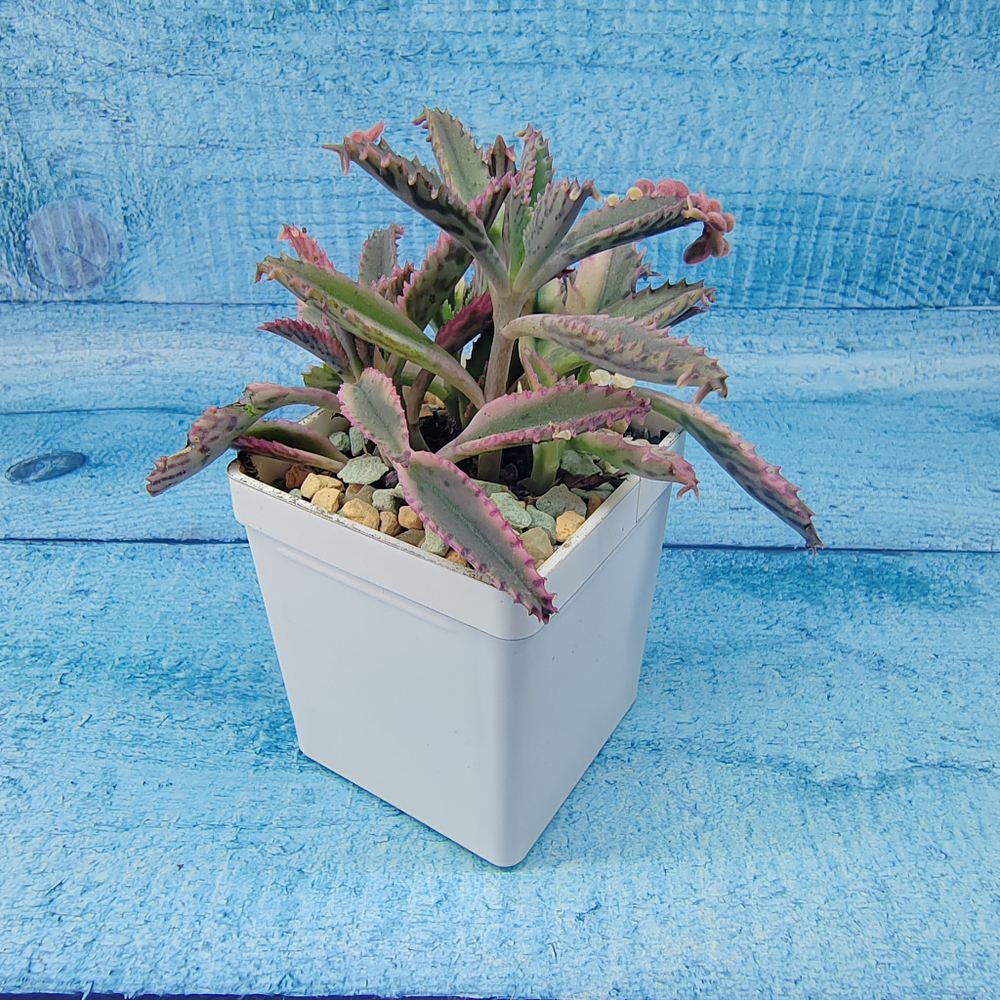 Kalanchoe Serrata 'Pink butterfly' (Каланхоэ)