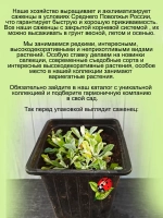 Антенария Кошачья лапка белая многолетник