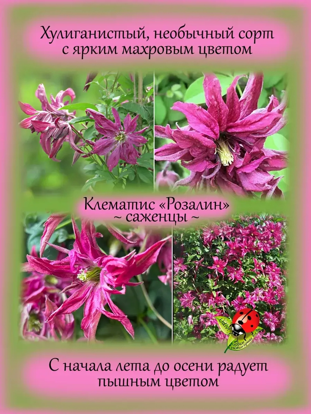Клематис Розалин махровый
