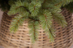 Ель Лесная красавица  155см голубая Triumph Tree