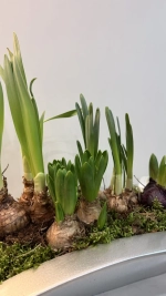 Композиция из луковичных первоцветов в кашпо