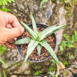 Сансевиерия ALL NIGHT STAR VAR