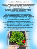 Молодило шароносное каменная роза многолетник