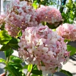 Гортензия древовидная "Candybelle Marshmellow"