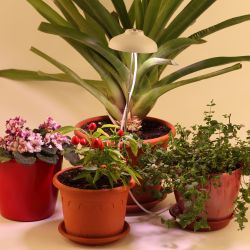 Светильник для растений ЭРА FITO-12W-FLED штыковой полного спектра 12 Вт | Интерьерные фито светильники