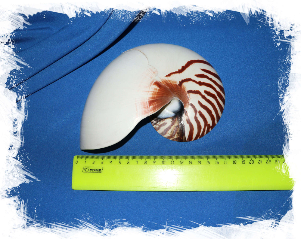 Разрезанный Наутилус