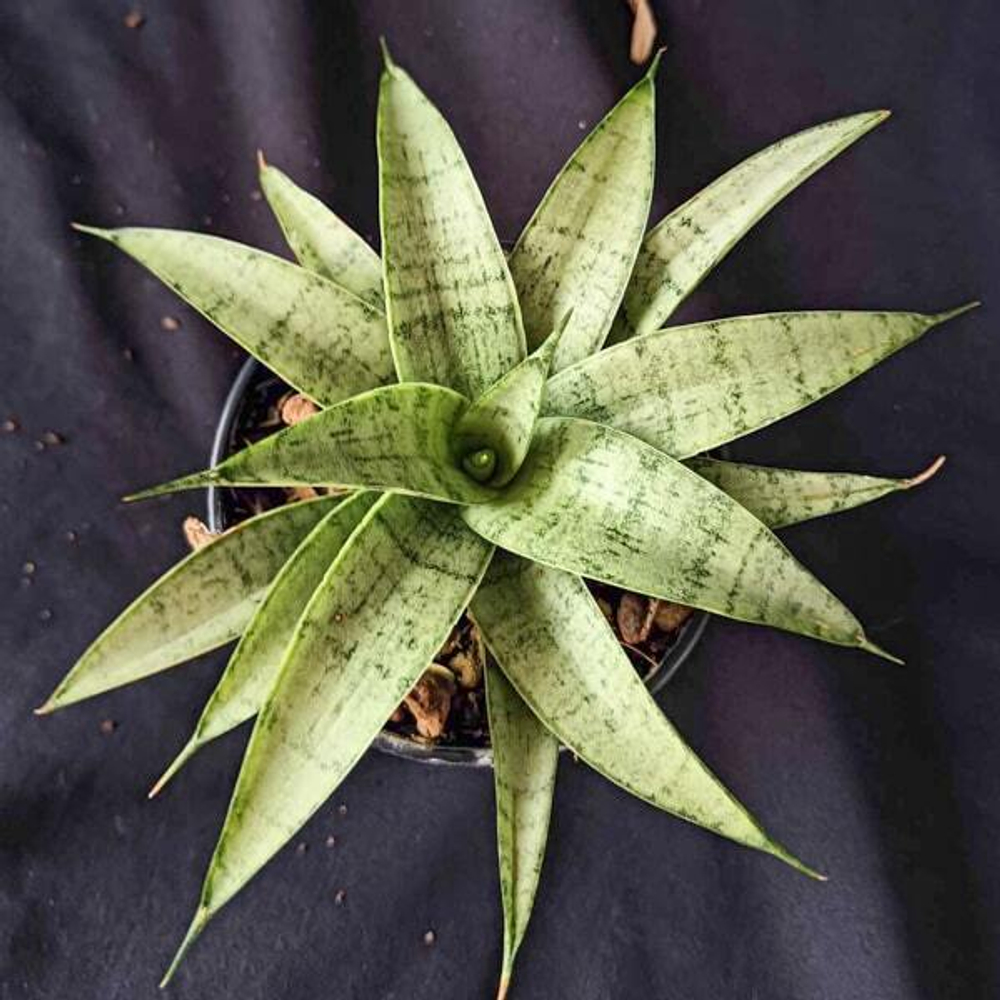 Сансевиерия HONEYMOON