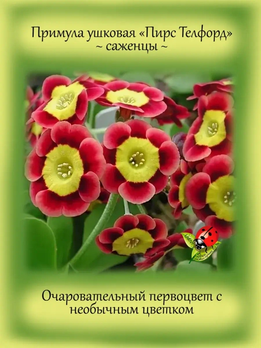 Примула ушковая Пирс Телфорд первоцвет