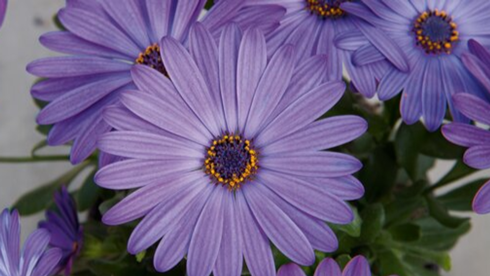 Остеоспермум Flower Power Blue ЕВРО ОКС укорененный черенок