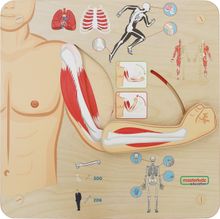 Панель &quot;Мышечная и скелетная системы&quot;