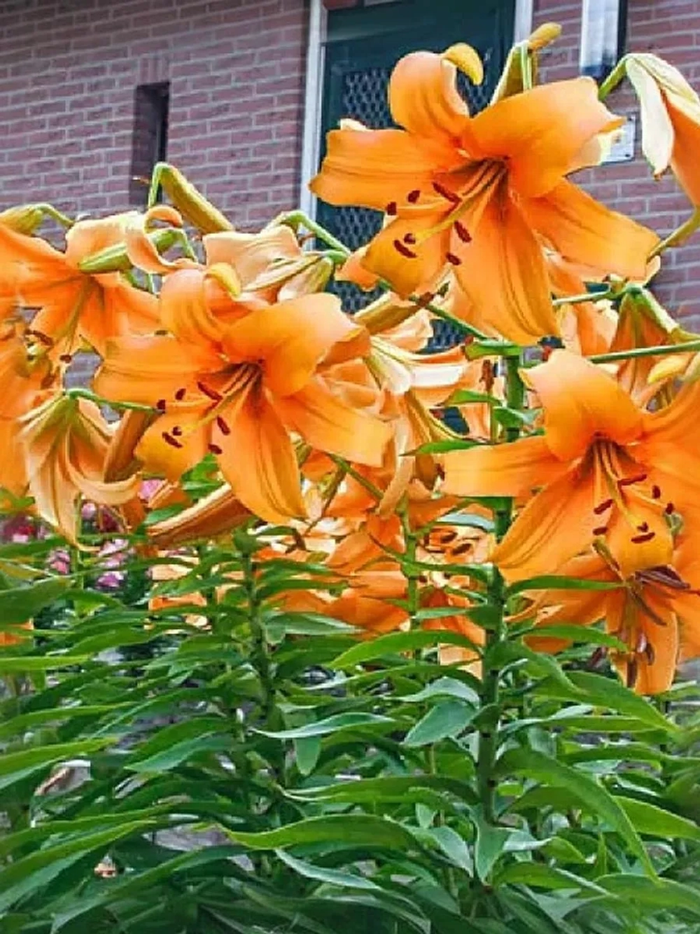 Лилия Оранж Спейс (ОТ-гибрид)