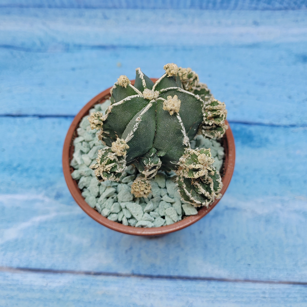 Astrophytum Myriostigma "Hakujo Fukuryu"  (Астрофитум)