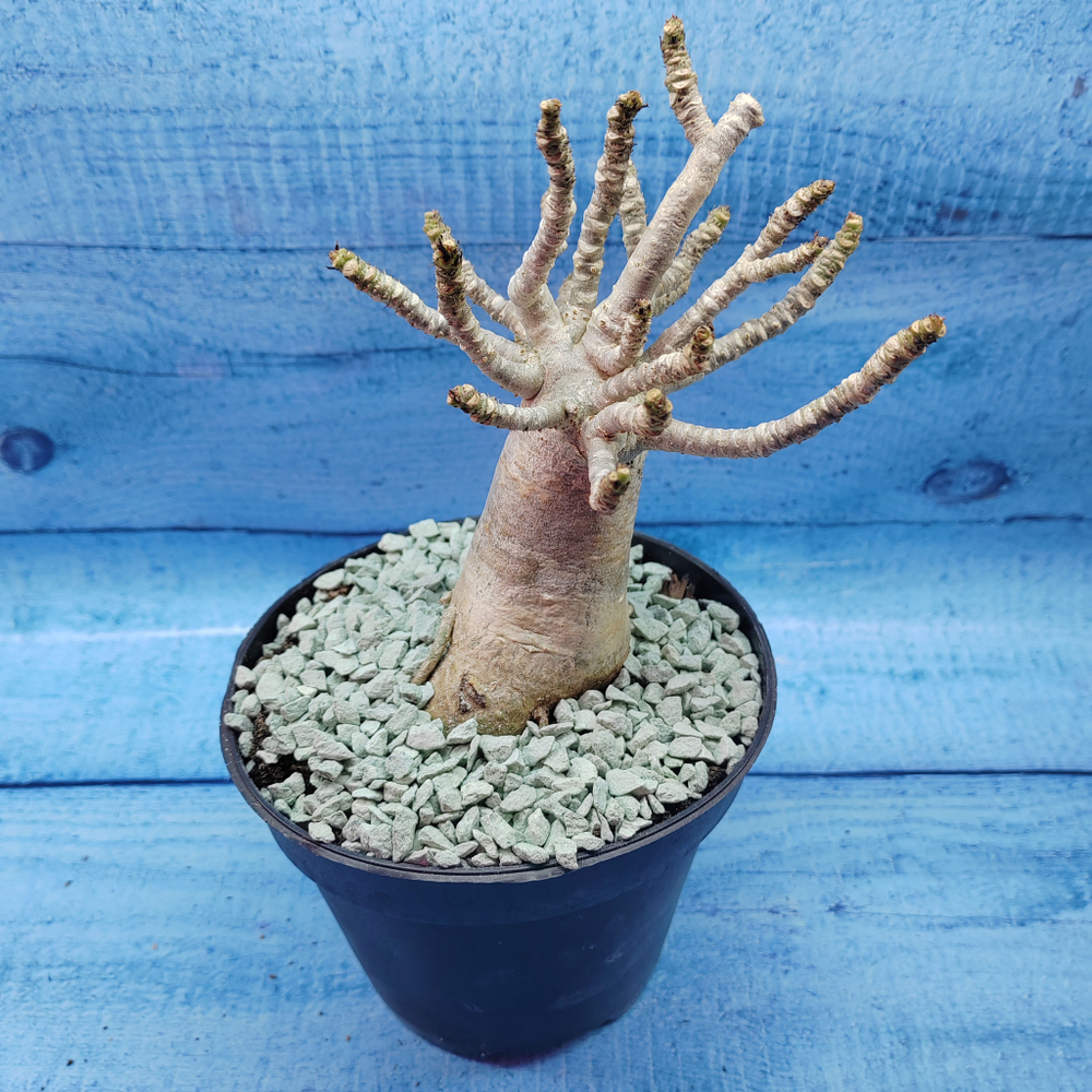 Adenium Baobab (Адениум)