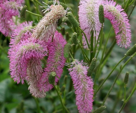 Кровохлебка гибридная "Pink Brushes". Sanguisorba hybrida "Pink Brushes".