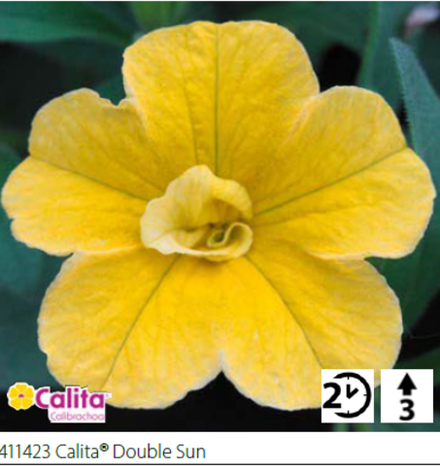 ЕВРО Калибрахоа Calita® Double Sun укорененный черенок ОКС февраль 26 Volmary
