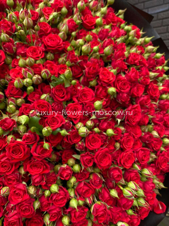 201 красная кустовая роза
