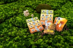 Meadow: Adventure Book
