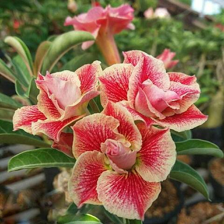 Адениум SAWITRI