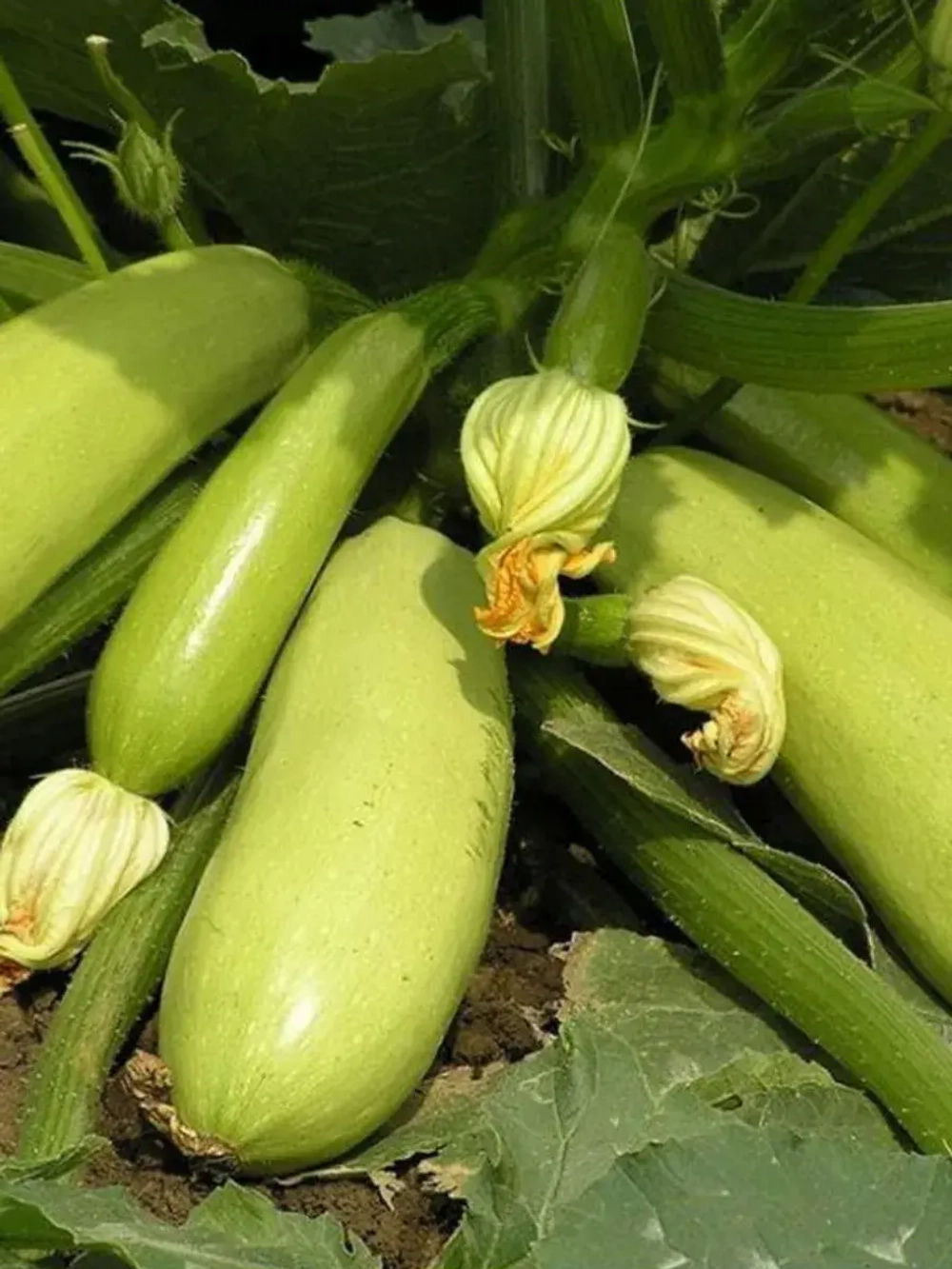 Семена Кабачок Искандер F1