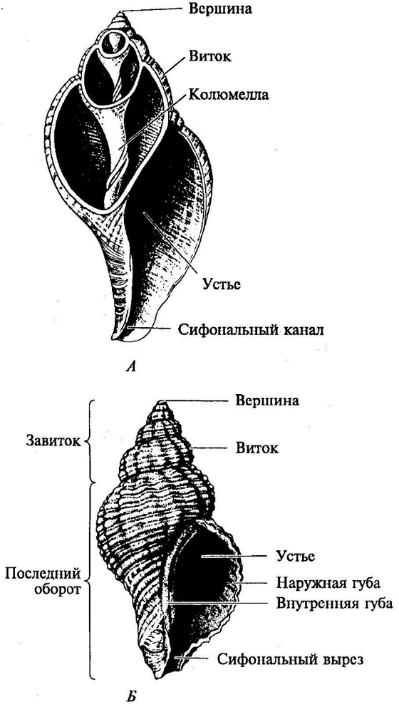 Коллекция "Раковины моллюсков"