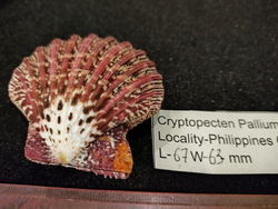 Криптопектен паллиум 40мм-75мм