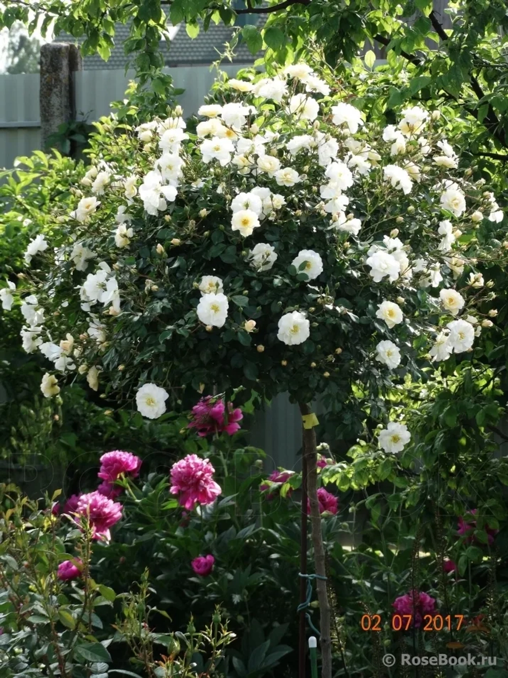 Роза Шнеекенигин штамб 140 см Закупка М21 весна 2026