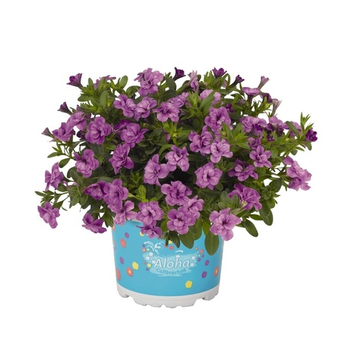 Калибрахоа Aloha Double Lavender К6