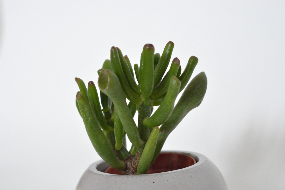 Крассула Овата Голлум / Krassula Ovata Gollum