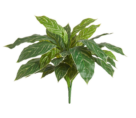 Аглаонема Страйпс куст бело-зелёный